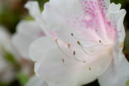 White rhododendron flower in the garden, close upの写真素材
