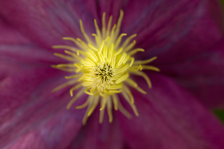 Close up of a clematis flower (Clematis purpurea)の写真素材