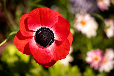 Poppy flower bud blooming in the gardenの写真素材