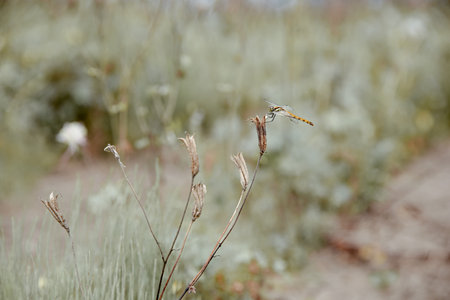 Dragonfly sitting on a dry plant in the meadow in summerの写真素材