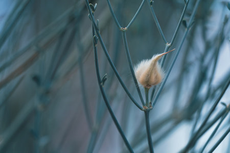 Close up of a fluffy willow twig on a blurred background