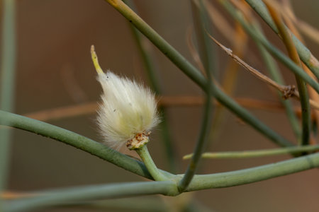 Flower of Eucalyptus tree,Gran Canaria,Spain