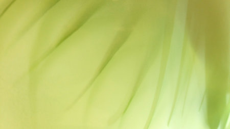 Abstract green background with palm leaf and shadow of the palm leafの写真素材