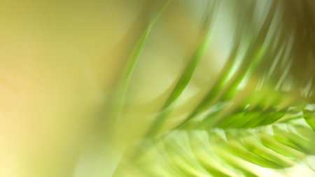 Abstract green background with palm leaf and shadow of the palm leafの写真素材