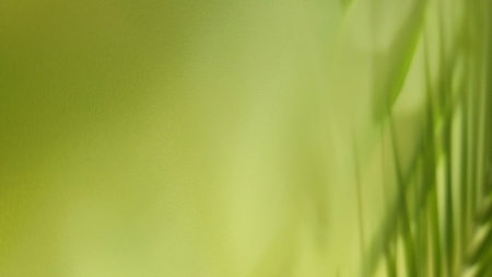 Abstract green background with palm leaf and shadow of the palm leafの写真素材