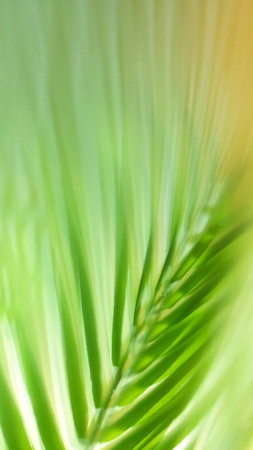 Abstract green background with palm leaf and shadow of the palm leafの写真素材