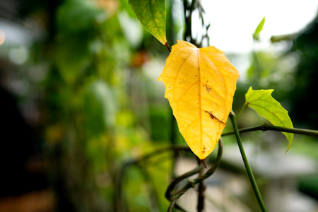 Yellow leaf in the garden, Thailand. (Selective focus)の写真素材