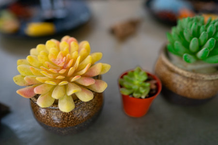 Succulent plants in a pot on a table. Selective focus.