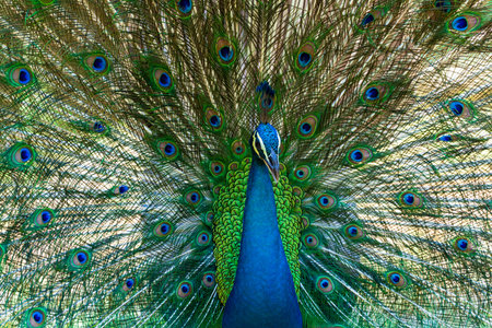 Male peafowl are referred to as peacocks, and female peafowl are referred to as peahens. The two Asiatic species are the blue or Indian peafowl originally from the Indian subcontinent, and the green peafowl from Southeast Asia.の写真素材