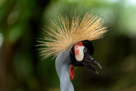 Grey crowned crane.It is found in nearly all of Africa, especially in eastern and southern Africa,...