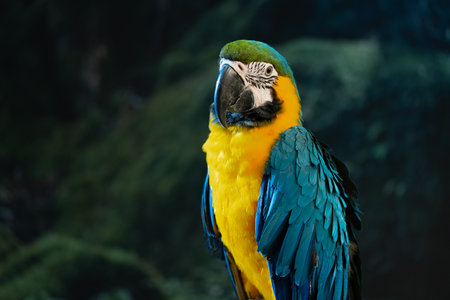 Blue-and-yellow macaw closeup (Ara ararauna), exotic birdの写真素材