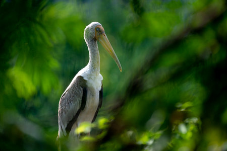 The painted stork (Mycteria leucocephala) is a large wader in the stork family. It is found in the wetlands of the plains of tropical Asia south of the Himalayas.の写真素材