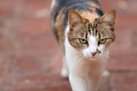 The Enigmatic Gaze of a Calico Tabby: A Portrait of Grace and Mysteryの写真素材