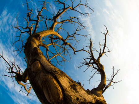 Bare tree. Filtered image processed vintage effect.の写真素材