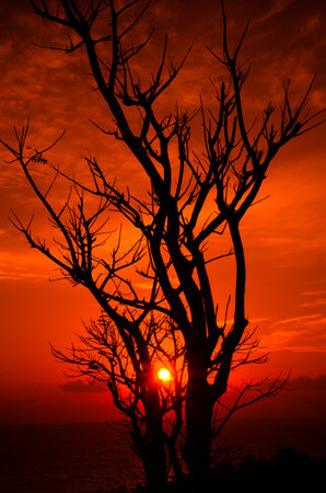 Silhouette of tree at sunset time. Beautiful natural background.の写真素材