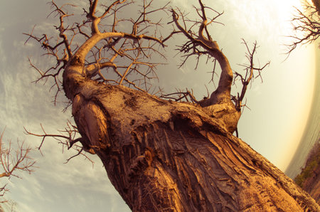 Bare tree in the desert. Filtered image processed vintage effect.の写真素材