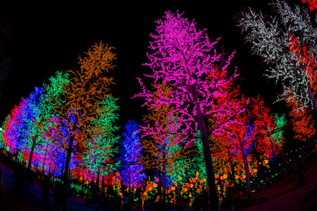 colorful tree lights in the night, closeup photo of photoの写真素材