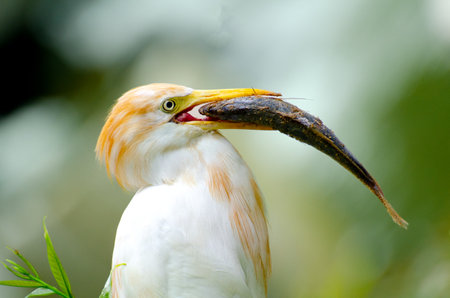 Cattle egret eating a fishの写真素材