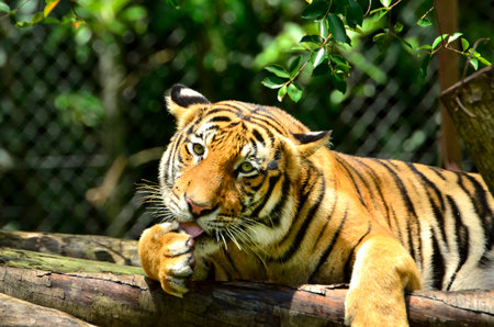 Portrait of a Malayan tiger (Panthera tigris jacksoni).の写真素材