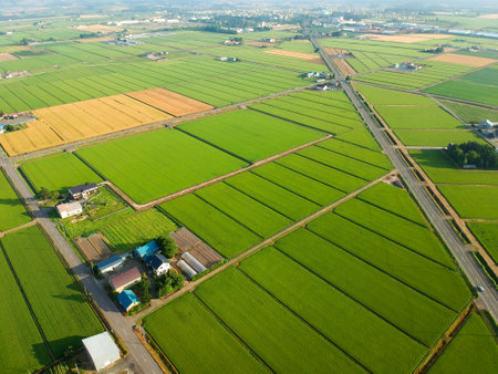 Aerial view of the paddy field in countrysideの写真素材