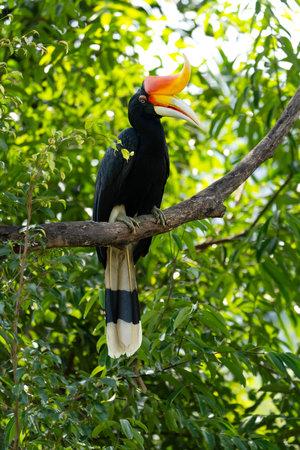 The rhinoceros hornbill (Buceros rhinoceros) is a large species of forest hornbill (Bucerotidae). In...