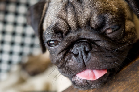 An adorable cute pug puppyの写真素材