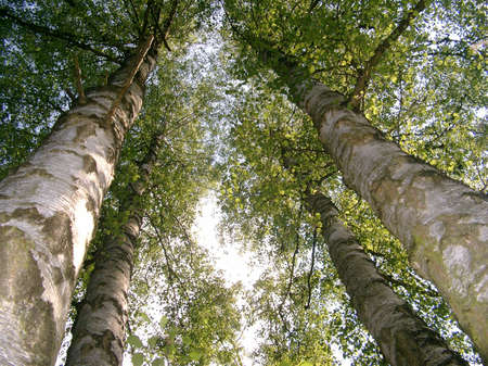 Four trees