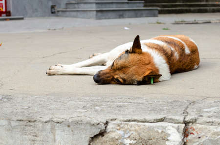 On the ground lie an sad dogの写真素材