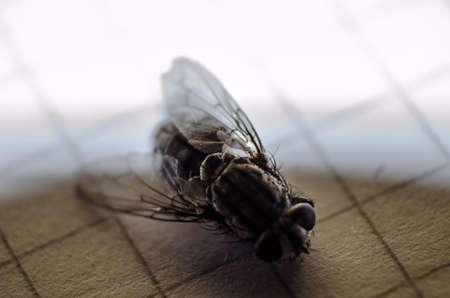 Common House flyの写真素材