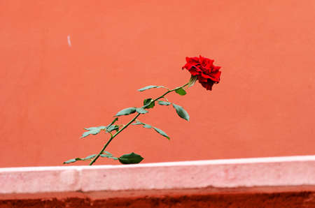Red rose on the red wallの写真素材