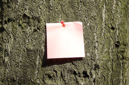 Sticky Note With Red Pin On Tree Backgroundの写真素材