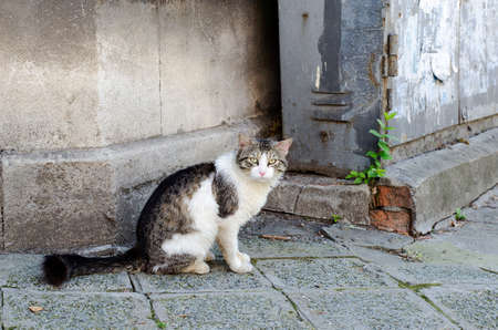 Cat sitting and looking somewhereの写真素材