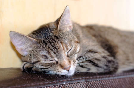 Grey cat laying and sleeping in bedの写真素材