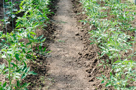 Newly planted tomato shoots in greenhouseの写真素材