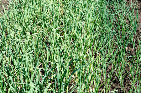 Garlic plantation in the vegetable gardenの写真素材