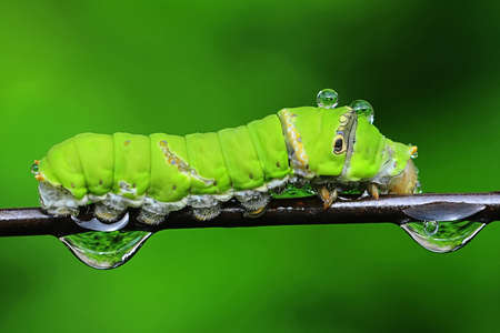 Beautiful green caterpillar 
