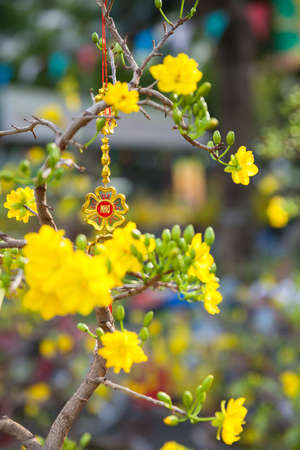 Tet Blossom Trees the symbols of Lunar New Year Holidays at the street market, Ho Chi Minh City, Vietnam.の写真素材