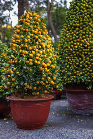Tet Kumquat Trees the symbols of Lunar New Year Holidays at the street market, Ho Chi Minh City, Vietnam.の写真素材