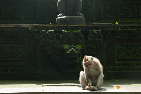 Balinese long-tailed monkey esting coconut at the anciant temple, Monkey Forest Sanctuary, Ubud,...