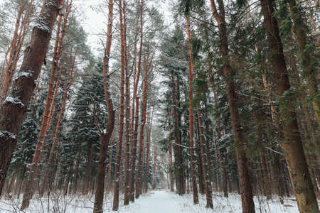 Beautiful forest covered with snow, Russiaの写真素材