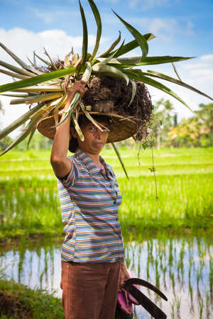 Ubud, Indonesia - February 28, 2016: Woman farmer carrying crops on her head on the rice filends in Ubud, Bali, Indonesia on February 28, 2016.のeditorial素材