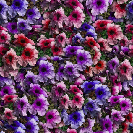 Colorful background with Petunia flower. Seamless pattern.の写真素材
