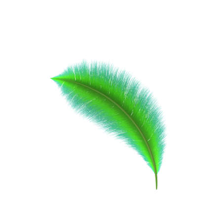 Green Feather. Isolated on white background. 3D rendering illustration.の写真素材
