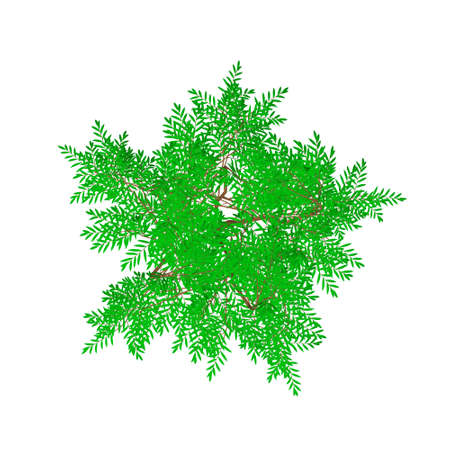 Aralia tree. Isolated on white backdrop 3d Vector illustration.のイラスト素材
