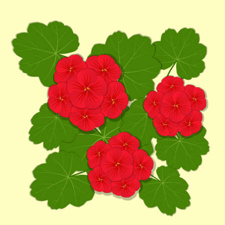 Geranium red flower. Vector illustrationのイラスト素材