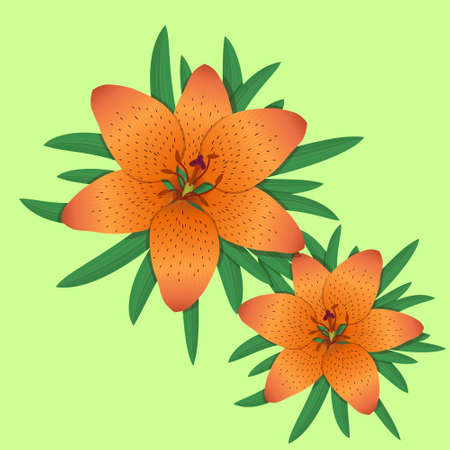 lilium bulbiferum,lily orange flower. Vector illustrationのイラスト素材