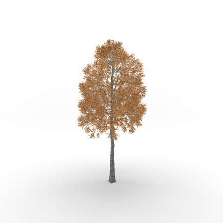 Aspen tree. Isolated on white background. 3D rendering illustration.
