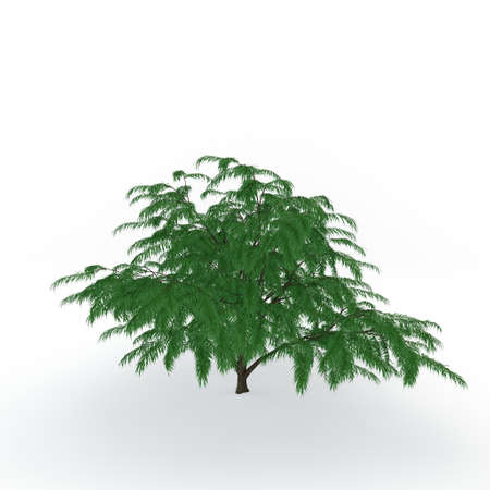 Albizia tree. Isolated on white background. 3D rendering illustration.の写真素材