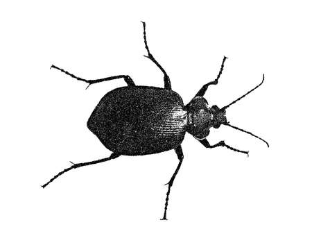 Bug. Isolated on white background. Vector illustration. Pointillism style.のイラスト素材