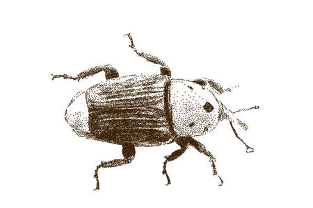 Weevil. Isolated on white background. Vector illustration. Sketch style.のイラスト素材